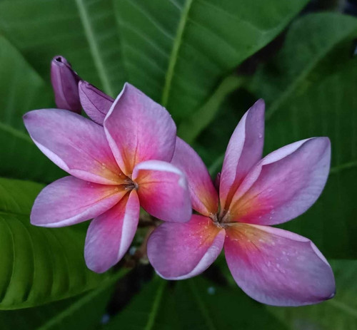 Frangipani plumeria dao den - ,