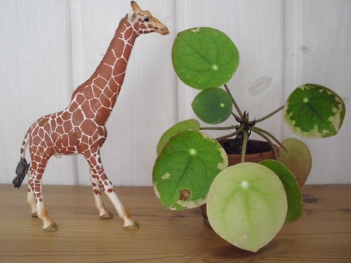 Schleich giraffe männlich - schleich,