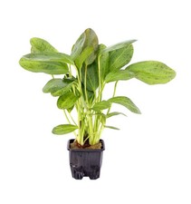 Aquarienpflanze Echinodorus