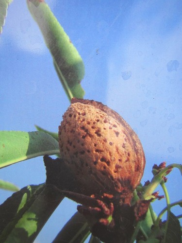 Mandelbaum mollesca - mandelbaum, 'mollesca