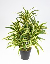 Dracena 42cm grün-gelb im