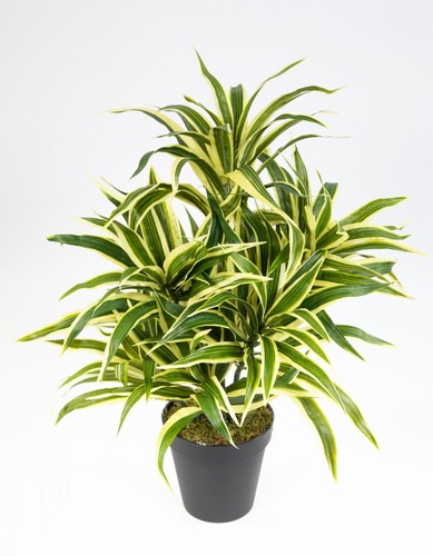 Dracena 42cm grün - -gelb, im