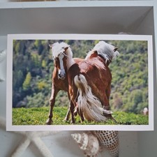 Pferdepostkarte AK Pferd Korsch Haflinger 2011