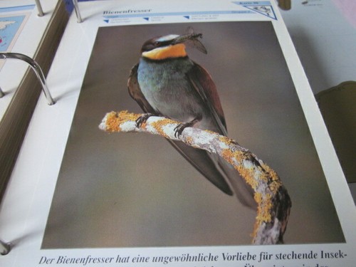 Tierbilder gruppe k98 - tierbilder,