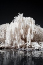 One White Willow Tree - Silver