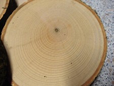 3 x Holzscheibe Esche