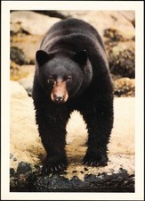 Black Bear Postkarte - +H1512