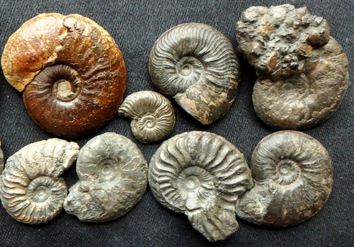 Fossilien ammonit jura lias - ammonit,