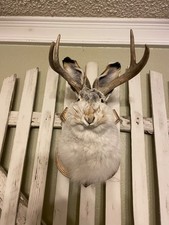 Jackalope;  white-tail