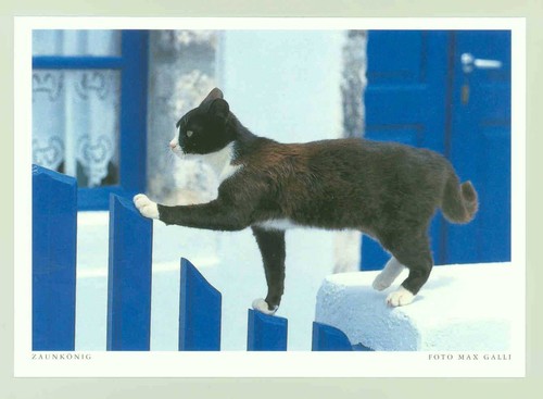 Postkarte katze - postkarte,