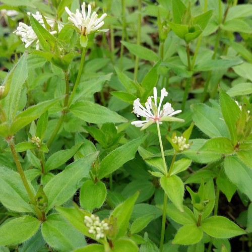 Asperula taurina turiner meier - turiner,