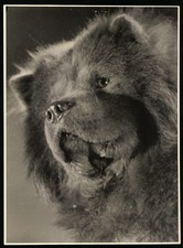 Fotografie Chow Chow Hund in