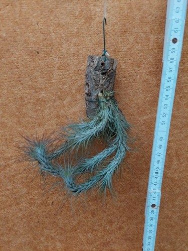 Tillandsia funckiana gruppe - tillandsia,