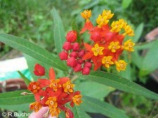 SAMEN Garten Blumen Samen Rarität seltene Pflanzen  - Sumpfseidenpflanze gelb