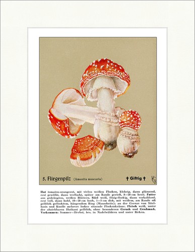 Fliegenpilz amantia muscaria - fliegenpilz,