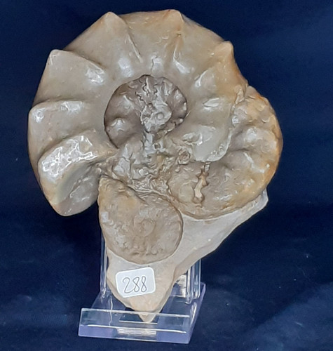 Platte ammoniten ceratites - platte,