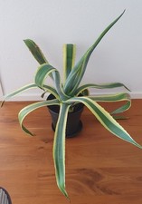 Agave panaschiert 18 jahre - panaschiert, ca.
