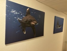 2 Wandbilder Tauchen Dive Hai Longimanus Manta Foto auf Leinwand 90x60 Unikate