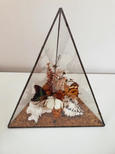 Terrarium schmetterling - terrarium,