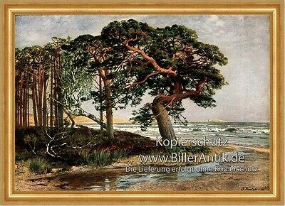 Ostseestrand julius wentscher - ostseestrand,