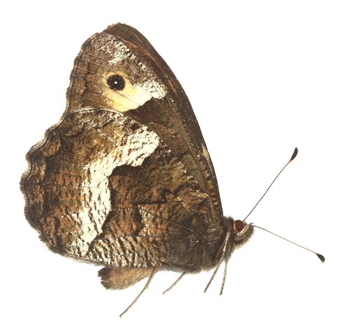 Lepidoptera nymphalidae - lepidoptera,,