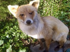 Tierpräparat rotfuchs - tierpräparat,