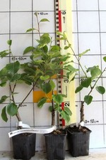 Pyrus oberösterreichische - pyrus, "oberösterreichische