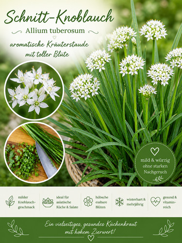 Schnittknoblauch cm topf - schnittknoblauch, 12