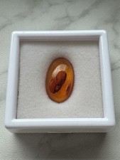 Bernstein mit einschluss amber - mit,