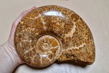 Ammonit aus madagaskar - xl,
