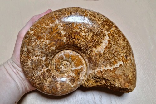 Ammonit aus madagaskar - aus,
