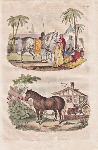 Cheval pferd pferde - cheval,
