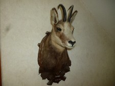 alter Gamsbock Chamois Tierpräparat ausgestopftes Präperat Taxidermy 