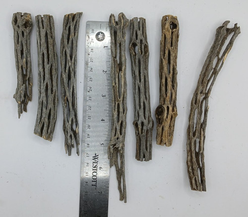 Cholla kakteenholz - 7,