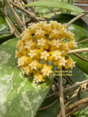 Hoya nap pot - hoya, /