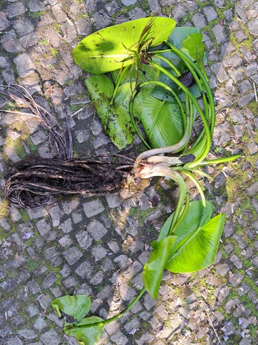Teichmummel große pflanze - teichmummel,