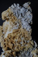 Fossilien, Korallen und