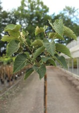 Kugel - Linde 'Tilia Henriyana Hochstamm 125 - 150 cm