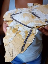 Seltene ANCHIORNIS Bein leg