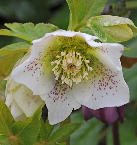 Christrose lenzrose white - christrose,