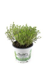 Orangenthymian, Orangen