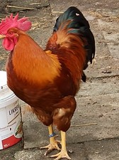 Bruteier - Große New