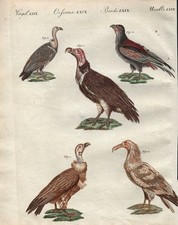 Geier vulture vultures Vögel Vogel birds Asia Africa Bertuch engraving