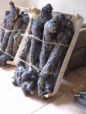 Alte Weinbergsstöcke / Rebstöcke / Rebstock Stamm aus meinen Weinbergen