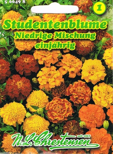 Studentenblume niedrige