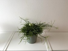 Rhipsalis (Korallenkaktus)