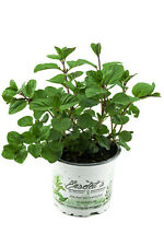 Orangenminze, Frische Kräuter Pflanze