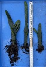 Opuntia (Feigenkaktus) Ableger