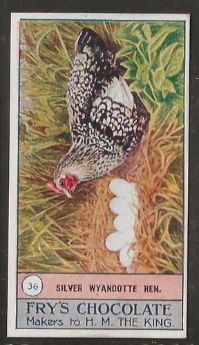 Prittes vögel geflügel - vÖgel,