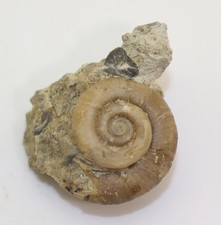 Schnecke, Oriostoma angulatum